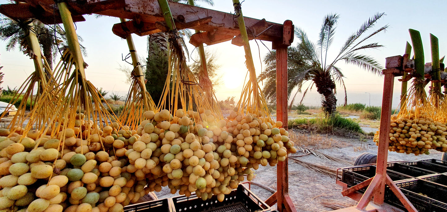 Fresh Barhi Dates 5 KG