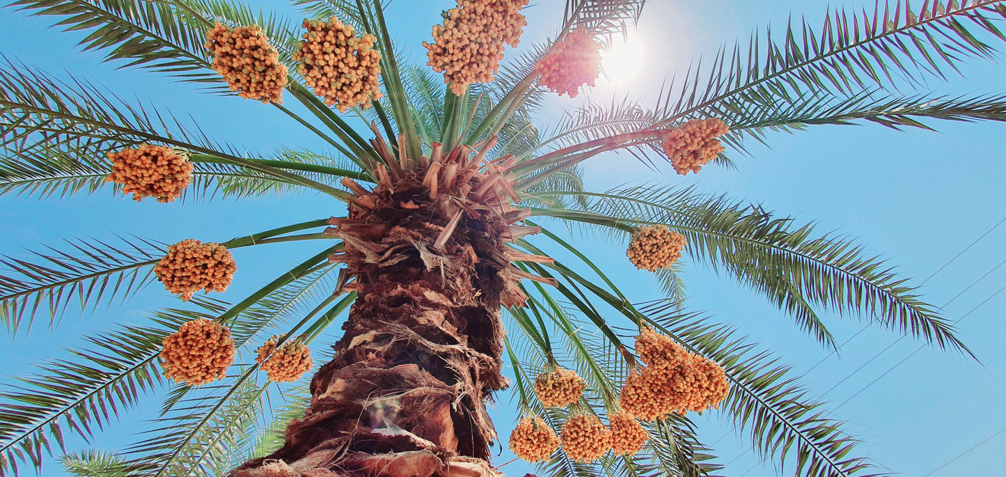 Fresh Barhi Dates 5 KG