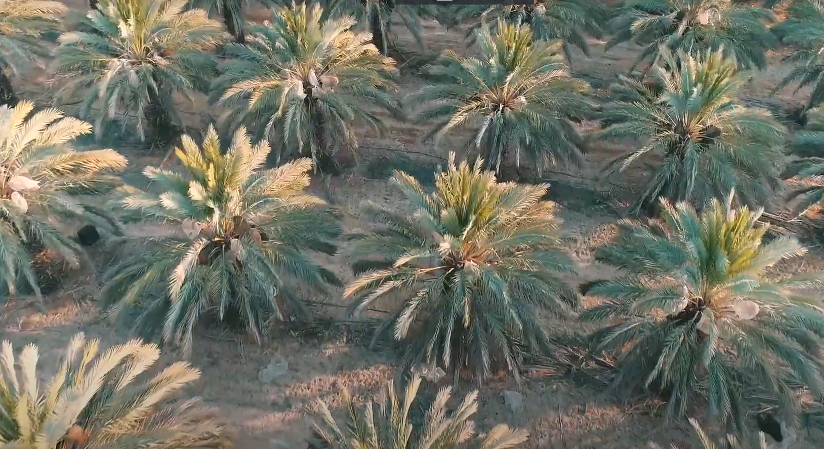 Load video: Production of our Golden Valley Medjoul Dates in Palestine !